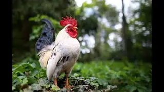 Le chant du coq, bient&ocirc;t inscrit au patrimoine immat&eacute;riel de l'UNESCO ?