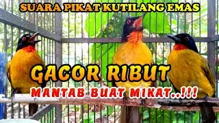 suara pikat burung kutilang emas ribut 100% jitu untuk mikat kutilang liar