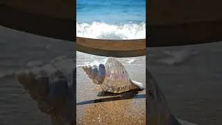 Slicing a Glass Seashell by the Ocean | Shattered Grace #asmr #oddlysatisfying #satisfying