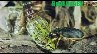 epomis beetle devours a frog🐛🐞🐌🐝🐉💚