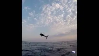 Salto di stenella striata a Catania