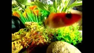 Tropical Fish close-up (underwater)