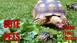feeding family tortoises #cute_pets #natue