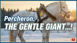 Першерон: Добрый великан, способный тянуть ваше сердце (и телегу) 🐴💪