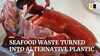 Seafood waste turned into alternative plastic