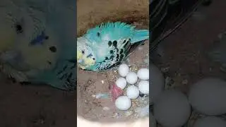 Cute Female Budgie Baby Daily Update #shorts #budgie #lovers
