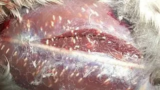 Паразиты в утке😮