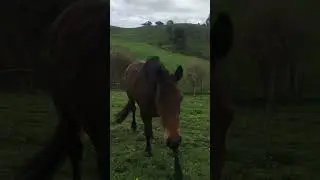 Baby girl #horse#pony#nz#eq#equestrian#riding