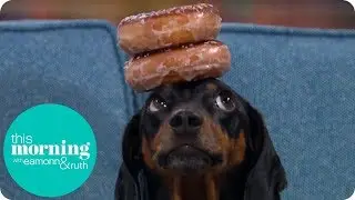Meet Harlso the Balancing Hound | This Morning
