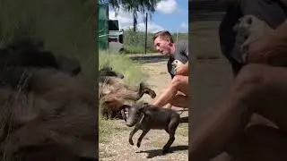 Заботливая мать-бабуин! 🤩