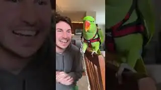 When your parrot steals the show! 😂🦜 #ParrotComedy #FunnyPets #ViralVideo #PetLovers #MustWatch_2025