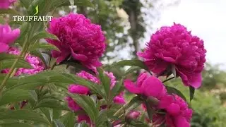 Comment planter une pivoine herbac&eacute;e au jardin ou en pot ? - Truffaut