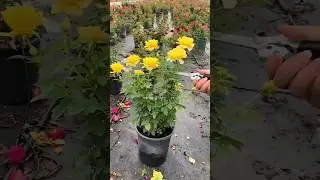 Rose prunning #rosecaring #gardenflowers #gardenplants #gardening #rose #roses