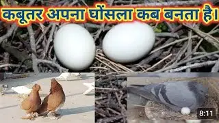 Kabutar apna ghonsla kaise banate hai/कबूतर अपना घोंसला कैसे बनाते हैं 