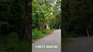 FLORESTA ENCANTADA ubatuba sp!#natureza #ubatuba #floresta #ciclismo #cicloturismo