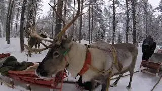 reindeer sleigh ride in Lapland #13