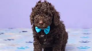 Chip Mini Poodle @ skylinepuppies.com 