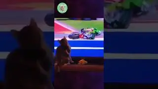 Meravigliosi Animali : Una Esilarante Avventura tra la Bellezza e il Divertimento puro ! 😍😍 # shorts