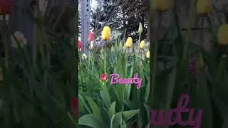 Mesmerising 🥰 🌷 yellow and red tulips #tulips #tulip #spring #flowers #flower #canada #garden