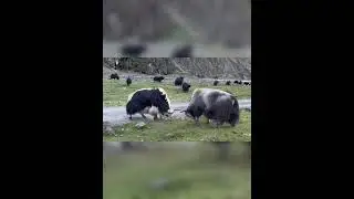 Tibet Yak Master Fight #yak
