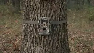 Bushnell Trophy Cam Aggressor Low-Glow