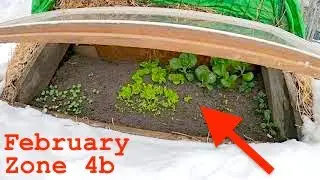 Sunken Compost Heated Cold-Frame | Achieving Growth Under The Snow | Learning By Experimenting