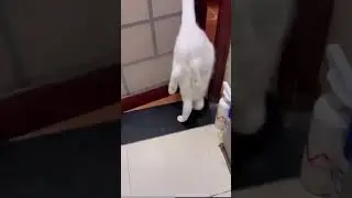 Silly Cat Adventures: Paws and Playtime Galore! 😸🌟#funny