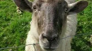 Ned calls about Gay Sheep