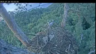 28.07.2025 Камычи. Сардай услышал чаек-хохотуний, прыгнул на ветку и съехал с неё...