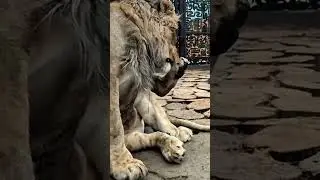 ШЕРХАН такой ЧИСТЮЛЯ! Минский ЗООПАРК 