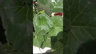 See How to Prune a Pumpkin Vine #shorts