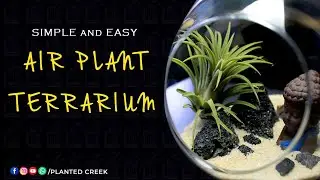 How to make a SIMPLE & EASY Air plants Terrarium. #plantedcreek