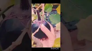 kitchen garden vegetable 🍆#shortvideo