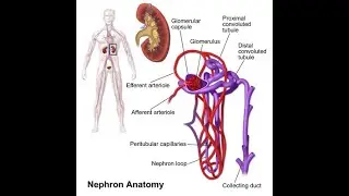 Human Anatomy & Physiology; The urinary system; Function of the Kidneys:- 160. #kidneyfunction #neet