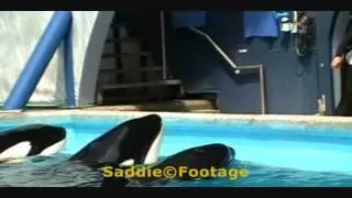 SWT - Dine With Shamu - 3/26/11