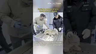 Saving a rare wild lynx from brink of death