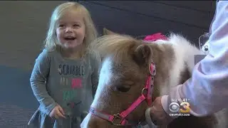 Therapy Mini Horse Visits Patients At Hospitality