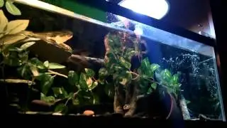 Kenji the Belize Slider eats his food!