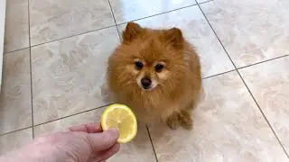My Pomeranian reacts to trying lemon! My dog has never eaten a lemon
