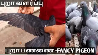 karna pura Pigeon Low price in Chennai Tamilnadu