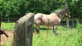 Meet Winky the Brabant Draft Horse