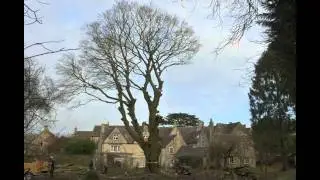 Time Lapse of Beech Tree take down.