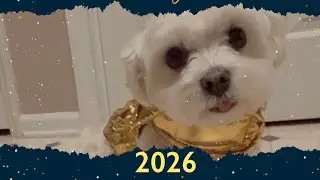 Happy 2026 | Dubu can understand what we mean.