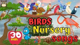 50+ BIRDS SONG KIDS NURSERY RHYMES #kidizu
