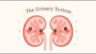 Your Body&rsquo;s Hidden Cleaning System &ndash; The Urinary System (Easy Explanation)