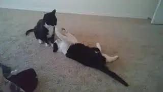 Fluffbutt fight