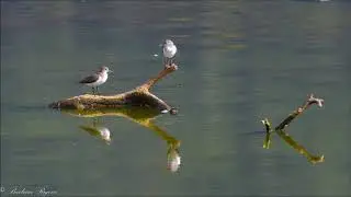 I limicoli delle Bolle di Magadino