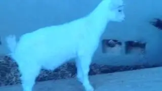 Salt 13 week old Nigerian male dehorned nuetered