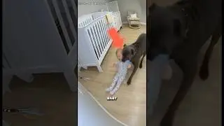Кане Корсо Спасает Малыша