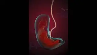 Amazing Fetus & Placenta ( 3D Animation )